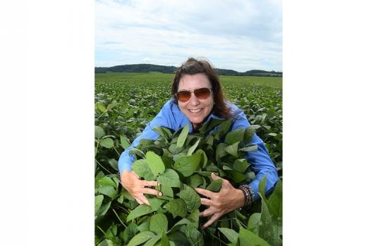 Na Fazenda Jangada Brava. Cultivo de soja foi implantado por Anna Paula na propriedade em 2017