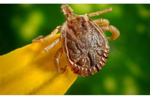 Vetor. Carrapato do gênero Amblyomma é o principal vetor no Brasil