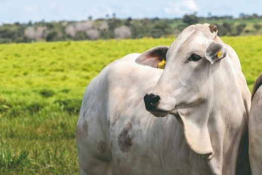 Recorde. Índice de vacinação atingiu o índice de 99,99%