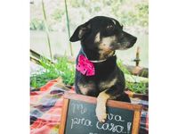 Adote um melhor amigo — foto 6 de 14