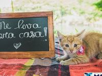 Adote um melhor amigo — foto 7 de 14