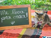 Adote um melhor amigo — foto 8 de 14