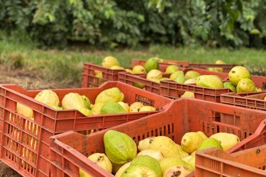 Predilecta realiza Dia de Campo — foto 2 de 2