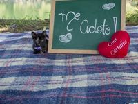 Adote um melhor amigo — foto 7 de 15