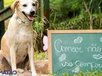 Adote um melhor amigo — foto 2 de 25