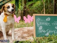 Adote um melhor amigo — foto 3 de 25