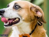 Adote um melhor amigo — foto 4 de 25
