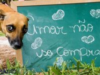 Adote um melhor amigo — foto 5 de 25