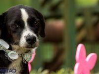 Adote um melhor amigo — foto 6 de 25