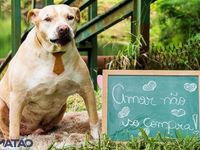 Adote um melhor amigo — foto 7 de 25