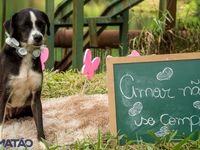 Adote um melhor amigo — foto 8 de 25