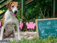 Adote um melhor amigo — foto 10 de 25