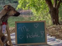 Adote um melhor amigo — foto 5 de 9