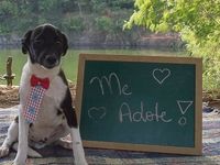 Adote um melhor amigo — foto 7 de 9