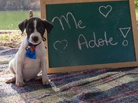 Adote um melhor amigo — foto 8 de 9