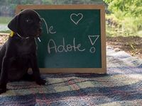Adote um melhor amigo — foto 9 de 9