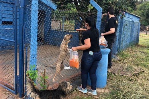 Animais do Canil ganham salsicha em confraternização — foto 3 de 3