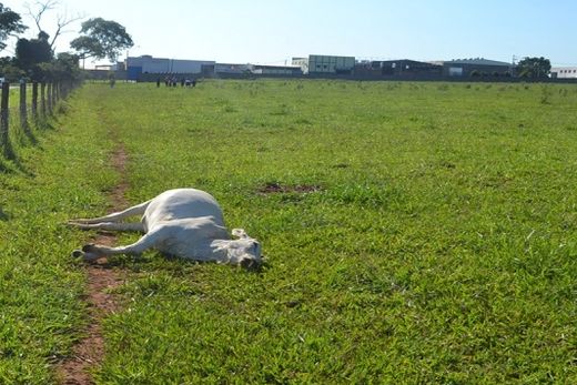 Animais são encontrados mortos em pasto — foto 2 de 4