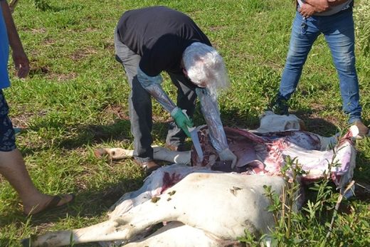 Animais são encontrados mortos em pasto — foto 3 de 4
