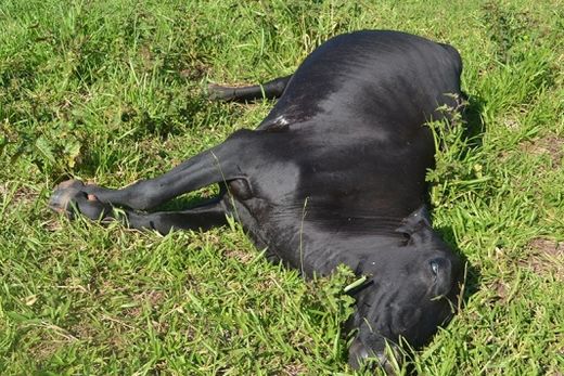 Animais são encontrados mortos em pasto — foto 4 de 4