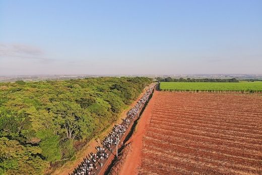 36ª Caminhada da Fé reuniu milhares de fiéis — foto 2 de 3