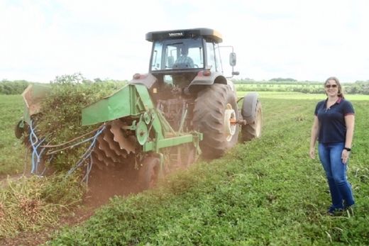Área de cultivo de amendoim cresce na região — foto 2 de 3