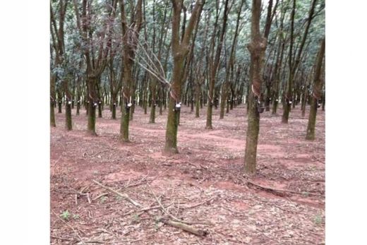 Tradição: Um legado de amor à terra — foto 2 de 5