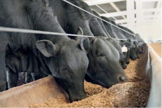 Carne: Excelência em todas as etapas — foto 4 de 7