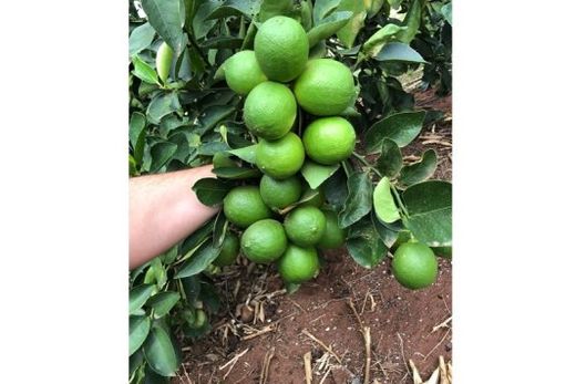 Fruta: O limão resiste! — foto 4 de 5