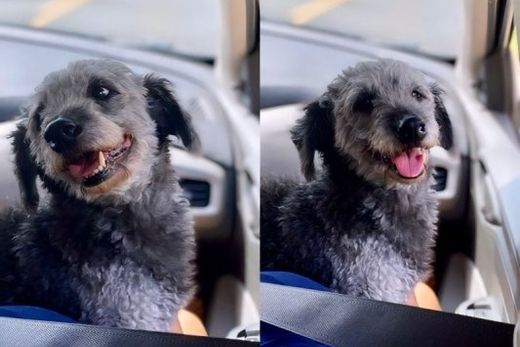 Procura-se a cachorra Jessy e paga-se recompensa — foto 2 de 2