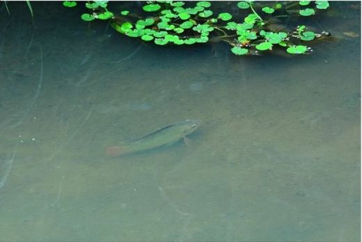 Documentário sobre o Rio São Lourenço será lançado — foto 2 de 4
