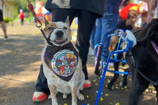 3ª Cãominhada reúne público e cães no Parque Ecológico — foto 2 de 8