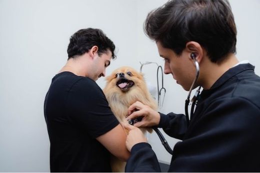 HC Vet se consolida como referência em atendimento veterinário completo — foto 2 de 2