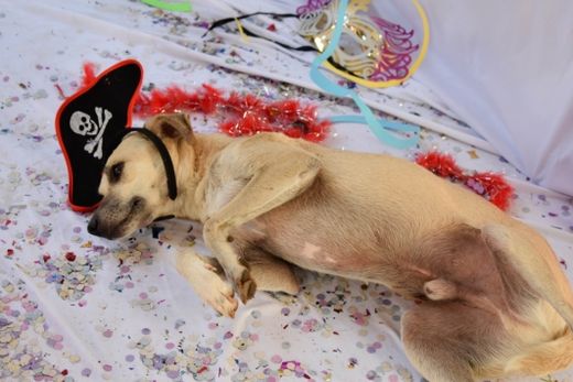 Fotógrafos fazem sessão no Canil — foto 4 de 22