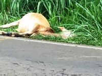 Animal solto na Rodovia do Trabalhador causa acidente — foto 2 de 3