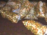 Homens são presos com quase 1 tonelada de laranja furtada — foto 2 de 2
