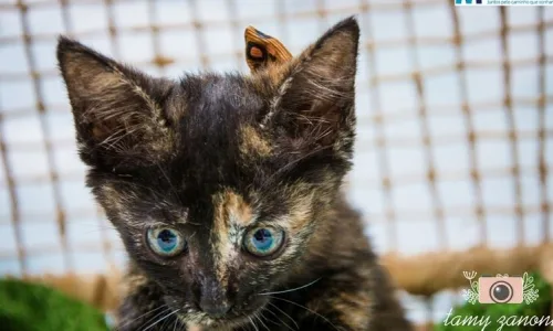 Adote um melhor amigo: conheça os gatinhos do Canil Municipal — foto 1 de 11