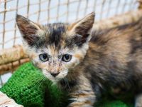 Adote um melhor amigo: conheça os gatinhos do Canil Municipal — foto 3 de 11