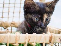 Adote um melhor amigo: conheça os gatinhos do Canil Municipal — foto 4 de 11