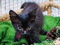 Adote um melhor amigo: conheça os gatinhos do Canil Municipal — foto 5 de 11