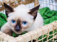 Adote um melhor amigo: conheça os gatinhos do Canil Municipal — foto 6 de 11