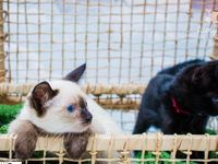 Adote um melhor amigo: conheça os gatinhos do Canil Municipal — foto 8 de 11