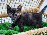 Adote um melhor amigo: conheça os gatinhos do Canil Municipal — foto 9 de 11