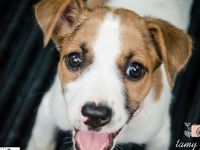 Adote um melhor amigo: conheça os cachorrinhos do Canil Municipal — foto 2 de 13