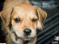 Adote um melhor amigo: conheça os cachorrinhos do Canil Municipal — foto 3 de 13