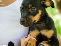 Adote um melhor amigo: conheça os cachorrinhos do Canil Municipal — foto 5 de 13