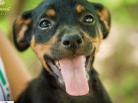 Adote um melhor amigo: conheça os cachorrinhos do Canil Municipal — foto 6 de 13