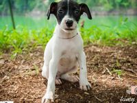 Adote um melhor amigo: conheça os cachorrinhos do Canil Municipal — foto 7 de 13
