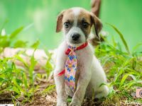 Adote um melhor amigo: conheça os cachorrinhos do Canil Municipal — foto 8 de 13
