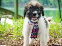 Adote um melhor amigo: conheça os cachorrinhos do Canil Municipal — foto 9 de 13